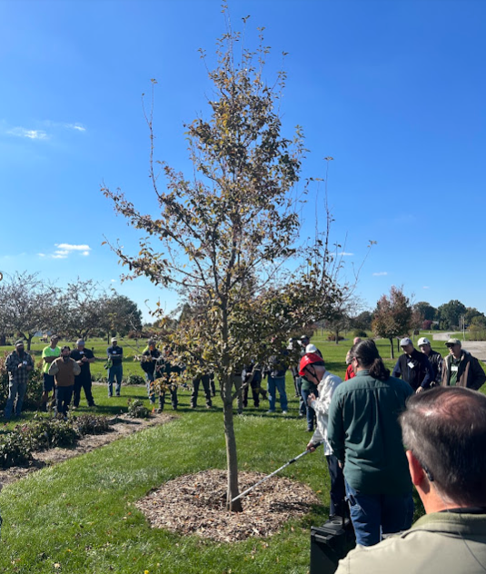Dr. Ed Gillman demonstrating how to establish a single dominant leader without branch clustering at Secrest Arboretum in October 2024. 